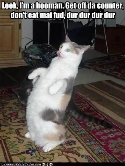 Look at me I'm a hooman, Get Off Da Counter, Don't Eat My Fud, dur dur dur